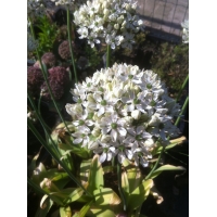 Allium nigrum (sierui)