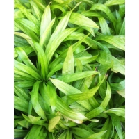Carex plantaginea (zegge)