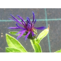Centaurea motana Grandiflora (korenbloem)