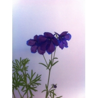 Delphinium grandiflora Blauer Zwerg (ridderspoor)