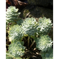 Euphorbia characias wulfenii (wolfsmelk)