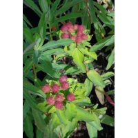 Euphorbia martinii (wolfsmelk)