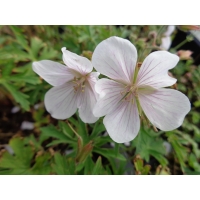 Geranium clarkei Kashmir White (ooievaarsbek)