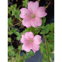 Geranium endressii Wargrave Pink(ooievaarsbek)