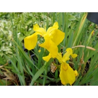 Iris pseudacorus (lis)