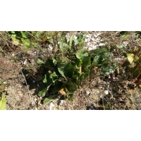 Limonium latifolium (statice,lamsoren)