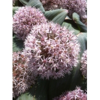 Allium karataviense (sierui)