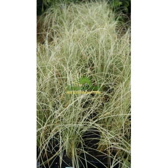 Carex comans Frosted Curls (zegge)