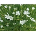 Dianthus deltoides Albiflorus (anjer)