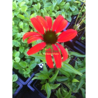 Echinacea purpurea Tomato Soup (zonnehoed)