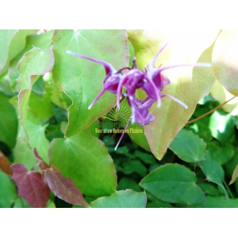 Epimedium grandiflorum Lilafee (elfenbloem)