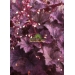 Heuchera Frosted Violet (purperklokje)