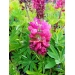 Lupinus Gallery Red (lupine)
