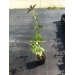 Agastache Black Adder (anijsplant,dropplant)