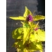 Agastache rugosa Golden Jubilee (anijsplant/dropplant)