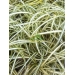 Carex oshimensis Evergold (zegge)
