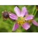 Coreopsis rosea American Dream (meisjesogen)
