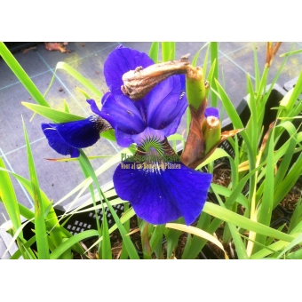 Iris pseudacorus Blue King (lis)
