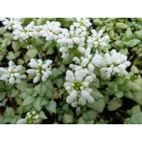 Lamium macculatum White Nancy (dovenetel)